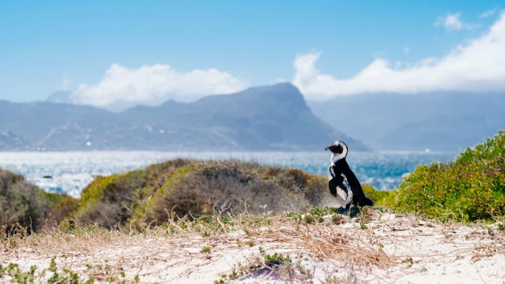 Boulders Beach named the second-best beach in the world