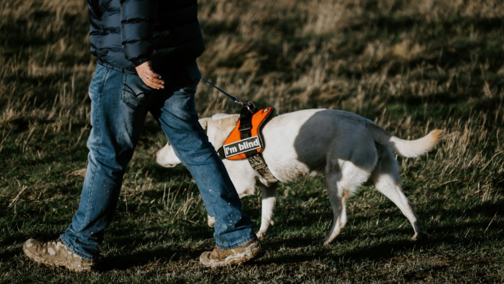 SA Guide-Dogs Association for the Blind takes e-hailing service to court