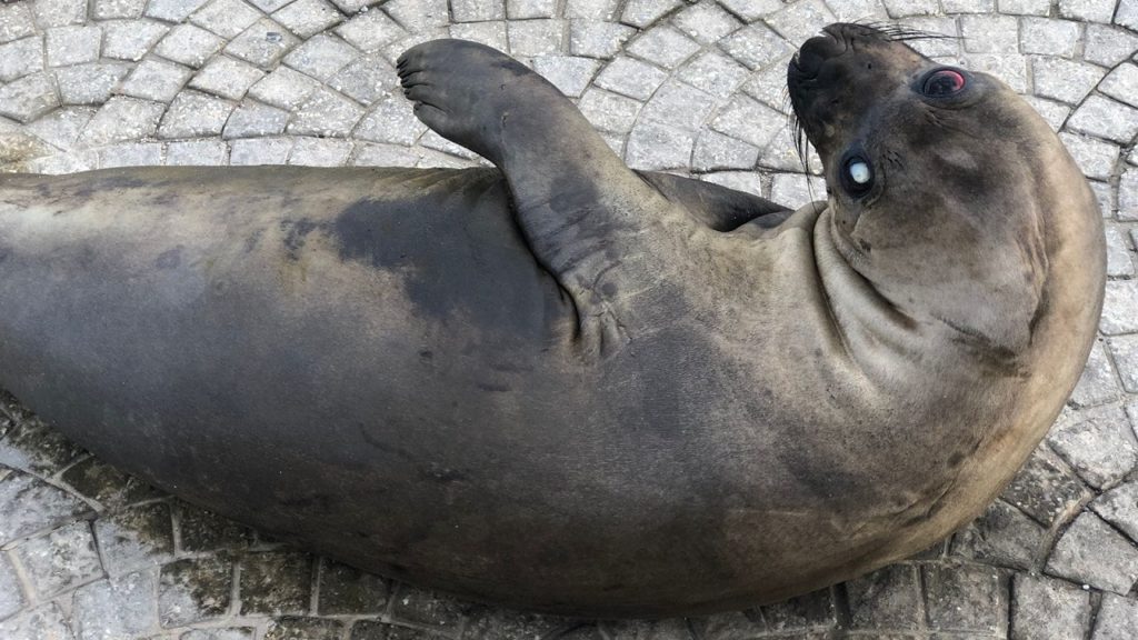 Efforts by SANParks underway to help clean washed up seal