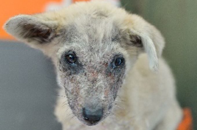 Puppy rescued from brink of death by Mdzananda Animal Clinic