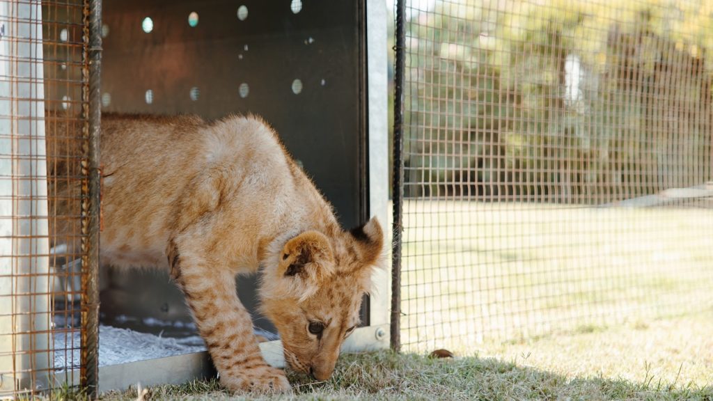 Lion cub rescued in Lebanon relocated to South African sanctuary