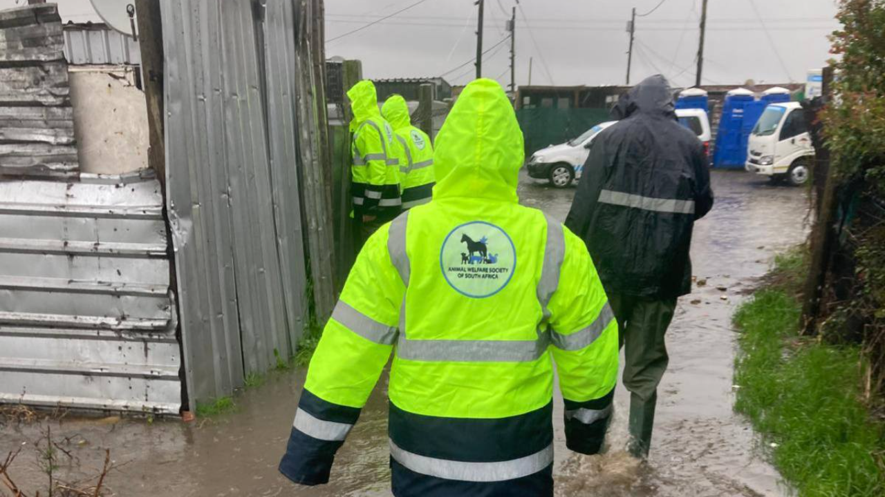 Animal welfare response team mobilises to protect animals in Cape Town flooding