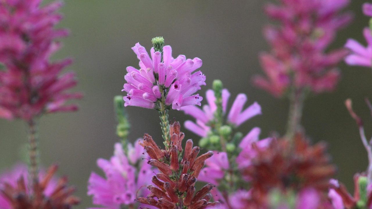 Cape Town’s wildflowers are a world treasure: Six insights from a new checklist