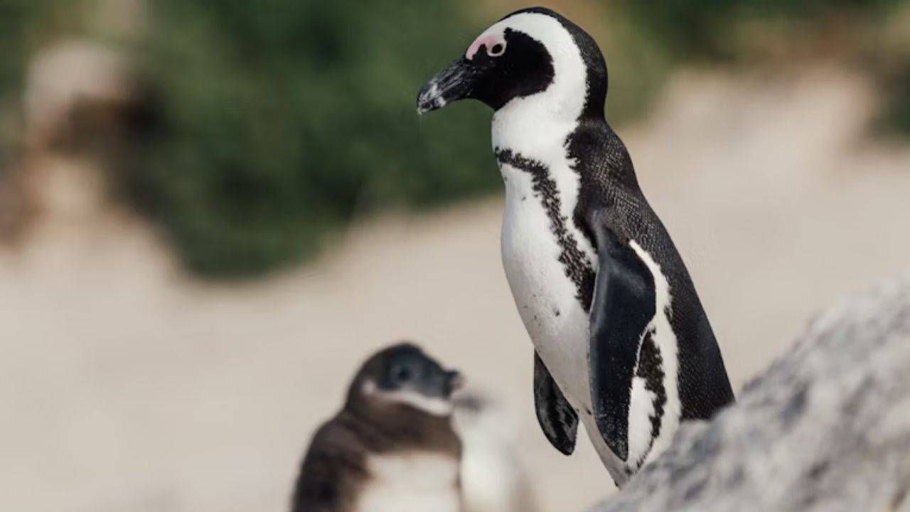 World Penguin Day: Race to save SA chicks