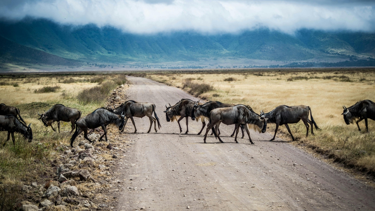 Inside Tanzania’s Great Migration as 1.5 million animals head north