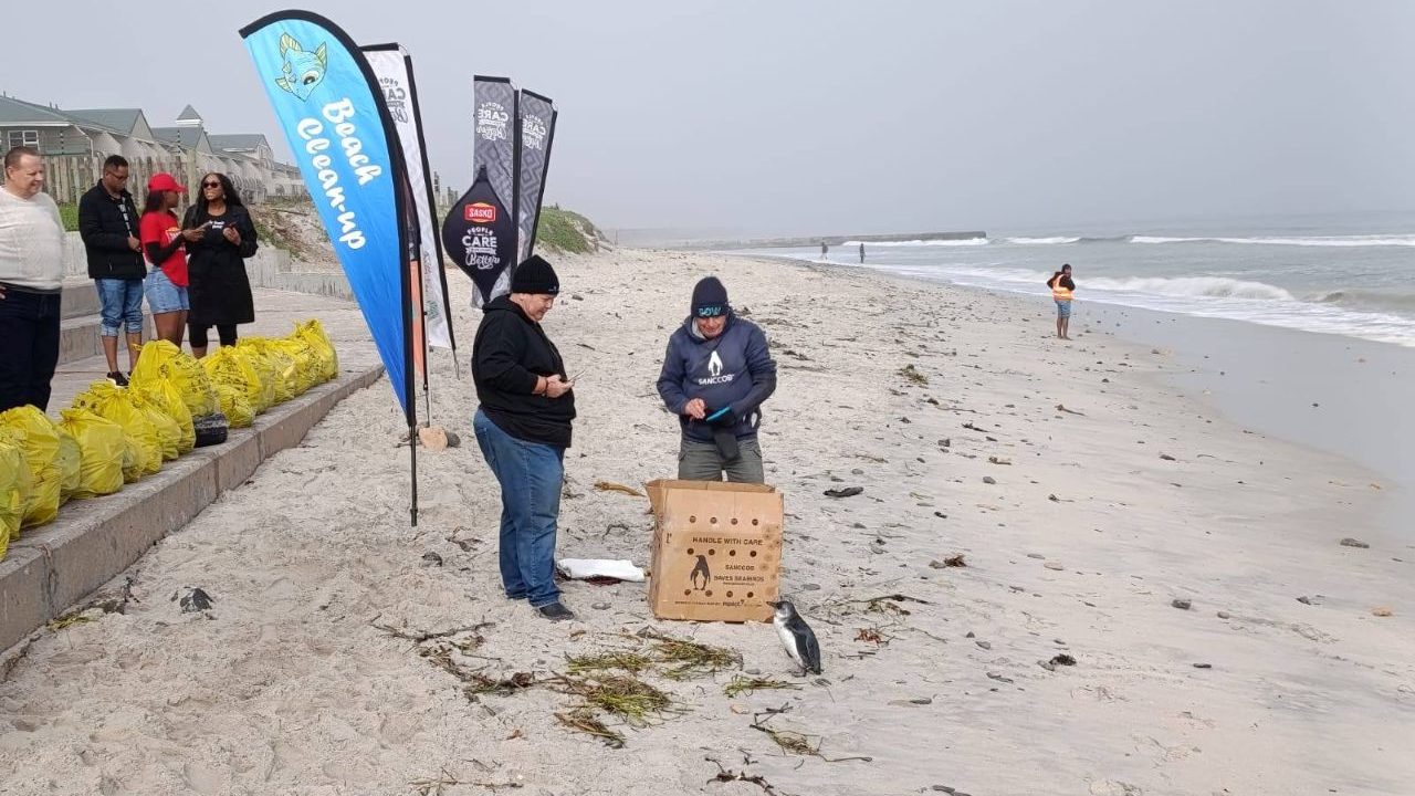 African penguin rescued during Lagoon Beach cleanup in Milnerton